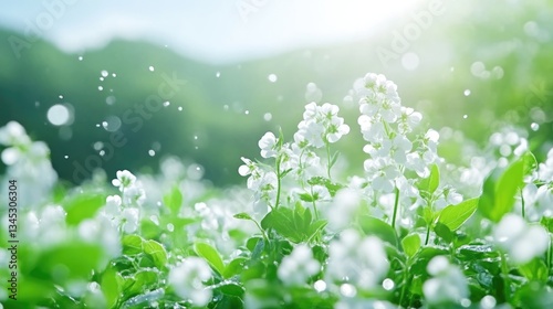 White flowers blooming in a field.  Delicate blossoms, fresh greenery, and soft sunlight create a serene, spring-like scene