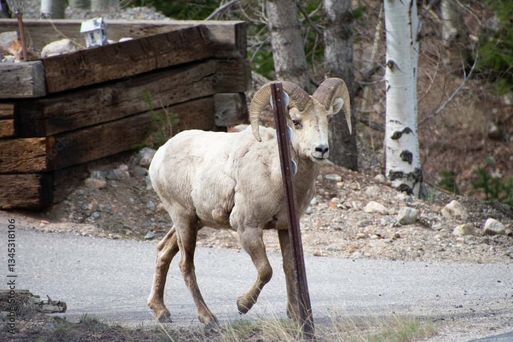 Obraz premium Bighorn sheep walking the road 