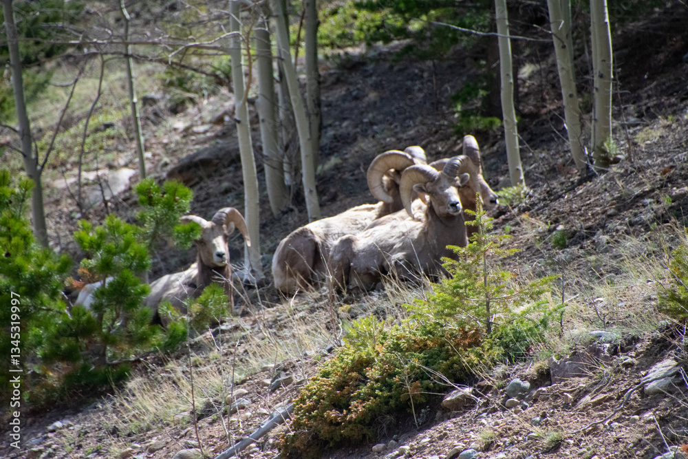 Fototapeta premium bighorn sheep relaxing on a hillside Guanella pass Colorado 