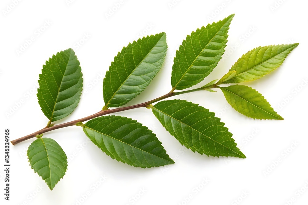 Fresh green leaves branch isolated on white background
