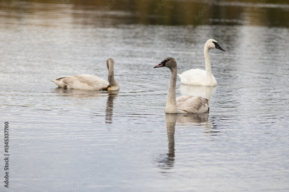 Fototapeta premium Swans