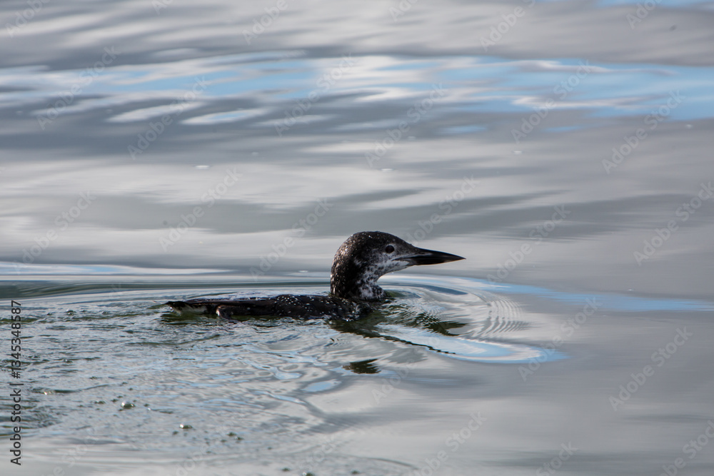 Obraz premium Immature Loon on lake Winnie