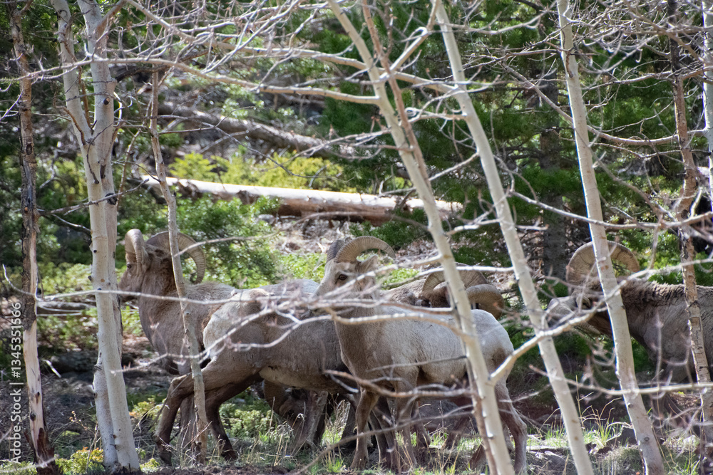 Obraz premium Bighorn sheep Guanella Pass Colorado 