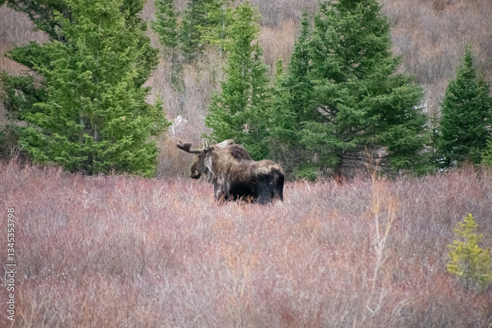 Bull moose walking the brush in winter Guanella Pass Colorado Bull moose walking the brush in winter Guanella Pass Colorado