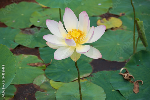 Photography 古代蓮の里（こだいはすのさと）、埼玉県行田市
Gyoda lotus (ancient lotus), Gyoda-Shi, Saitama, Japan,