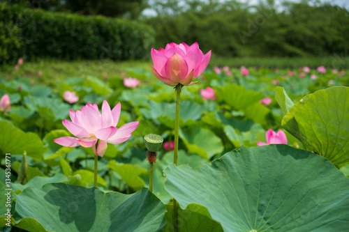 古代蓮の里（こだいはすのさと）、埼玉県行田市
Gyoda lotus (ancient lotus), Gyoda-Shi, Saitama, Japan,