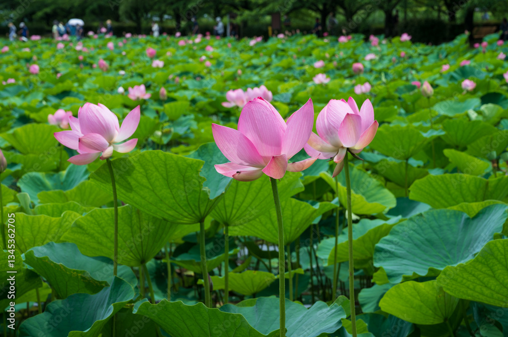 古代蓮の里(こだいはすのさと)、埼玉県行田市
Gyoda lotus (ancient lotus), Gyoda-Shi, Saitama, Japan, 古代蓮の里(こだいはすのさと)、埼玉県行田市
Gyoda lotus (ancient lotus), Gyoda-Shi, Saitama, Japan,