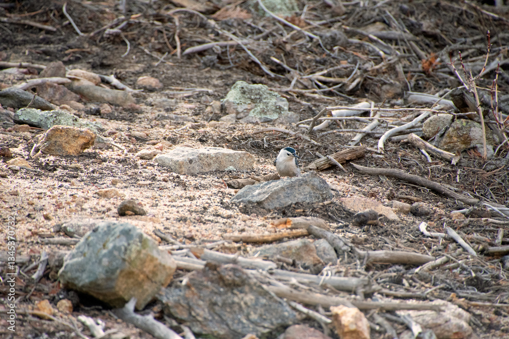 Fototapeta premium White-breasted Nuthatch on the forest floor