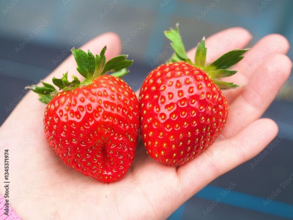 Obraz premium strawberry 