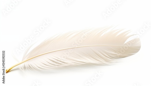 white feather isolated on white
