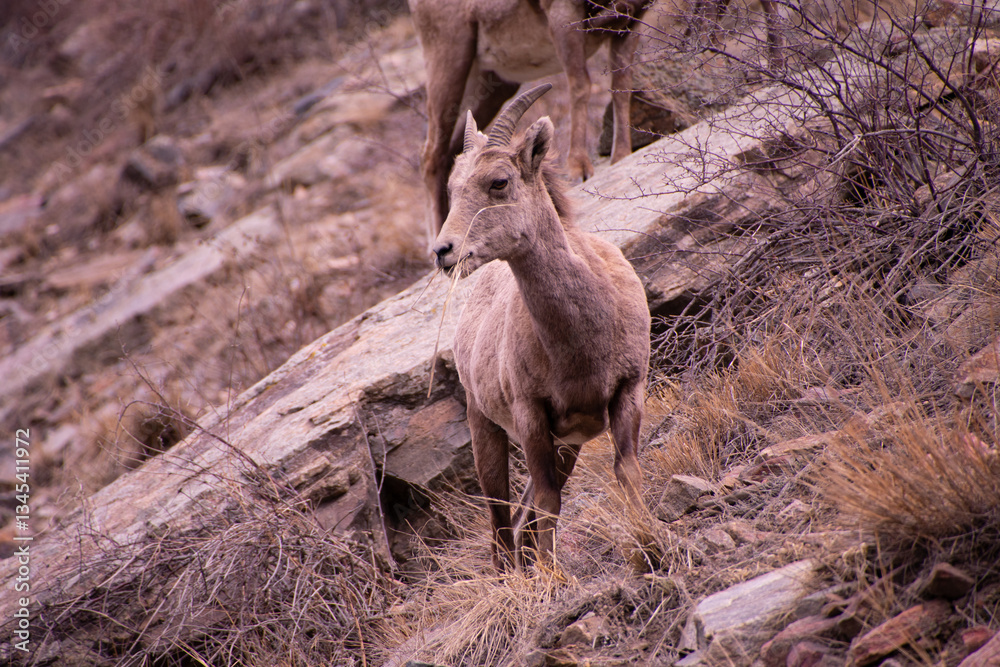 Obraz premium bighorn sheep on mountain side