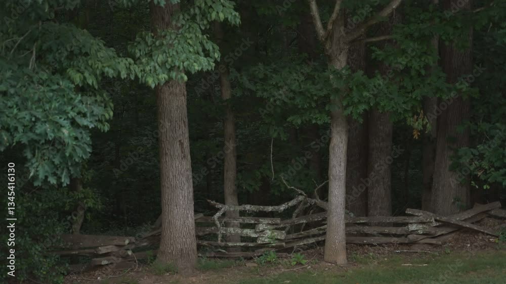 Beautiful, bright fireflies, also knowns as lightning bugs, light up the deep woods behind a wooden fence on a summer evening. Beautiful, bright fireflies, also knowns as lightning bugs, light up the deep woods behind a wooden fence on a summer evening.