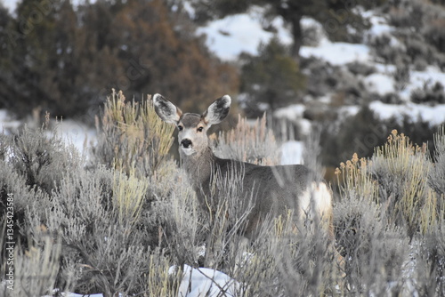 deer in the brush Colorado winter