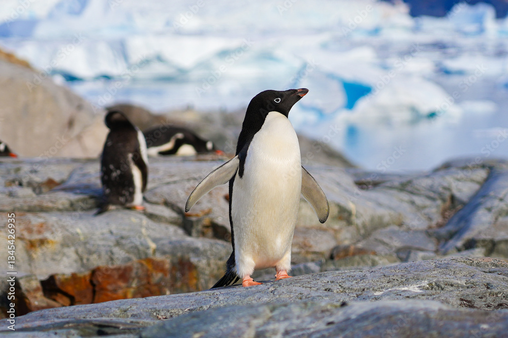 Obraz premium Adélie penguin on a rock facing Girard Bay on Petermann Island in the Wilhelm Archipelago, Antarctica