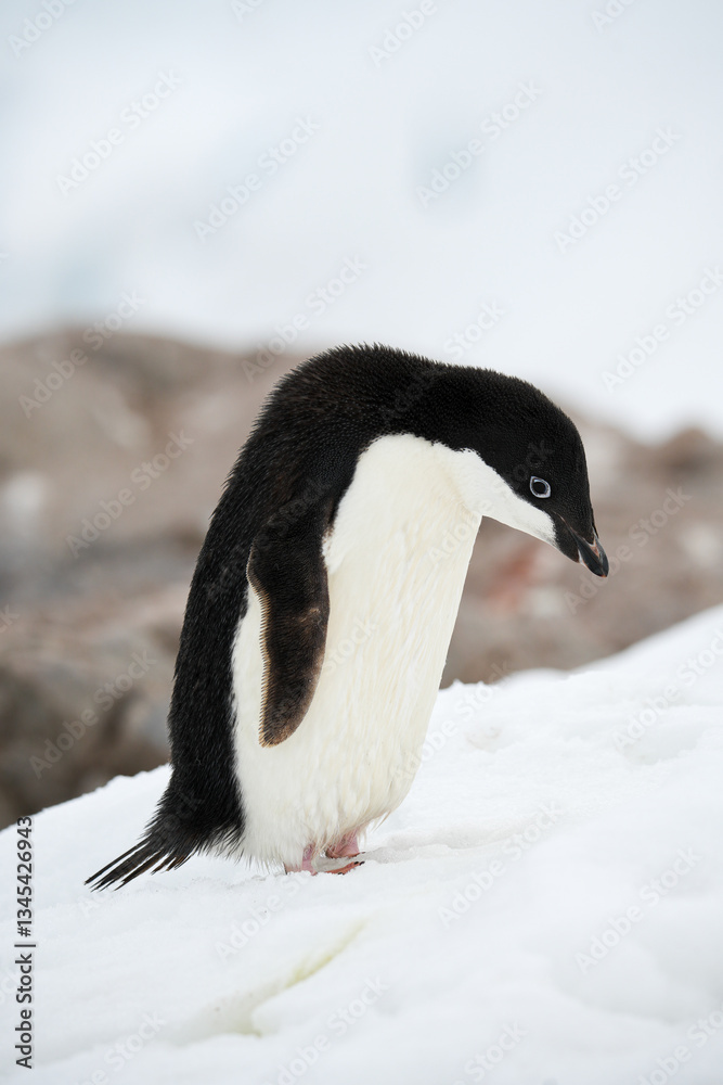 Fototapeta premium Adélie penguin in the snow at Neko Harbour on Andvord Bay on the west coast of Graham Land in Antarctica