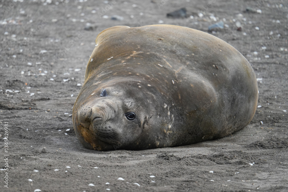 Fototapeta premium Elephant seal glancing at the camera on a beach of Livingston Island in the South Shetland islands, Antarctica