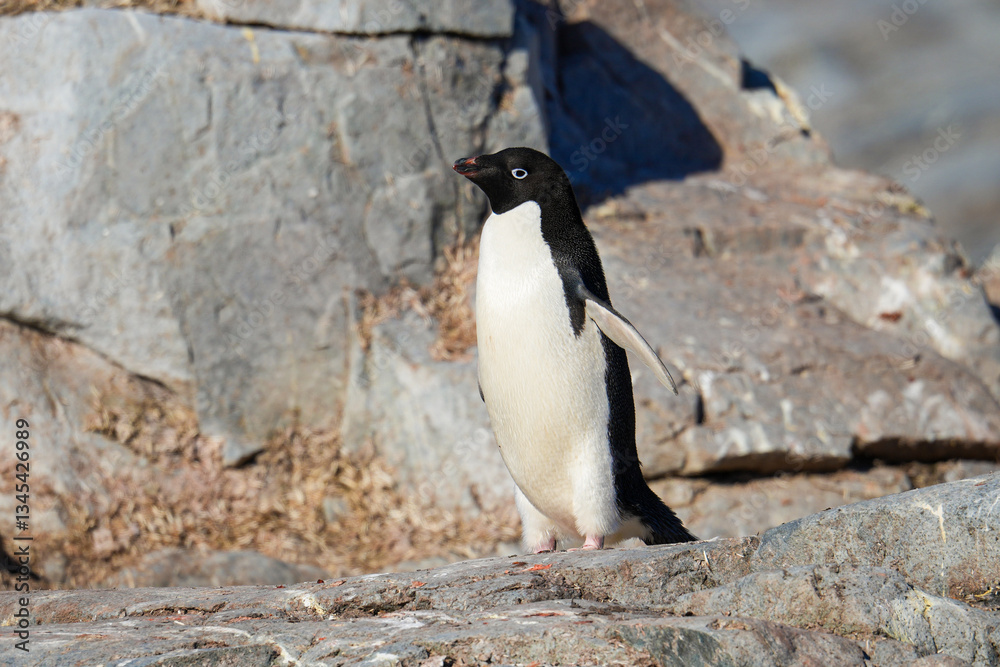 Fototapeta premium Adélie penguin on Petermann Island in the Wilhelm Archipelago, Antarctica