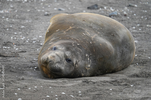 Elephant seal glancing at the camera on a beach of Livingston Island in the South Shetland islands, Antarctica