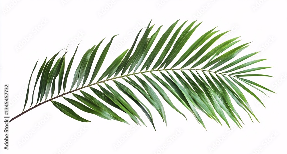 Green Palm Leaf Centered on Crisp White Canvas. Green Palm Leaf Centered on Crisp White Canvas.