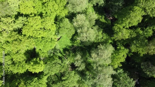 Wallpaper Mural Drone takeoff over forest landscape with slow rotation Torontodigital.ca