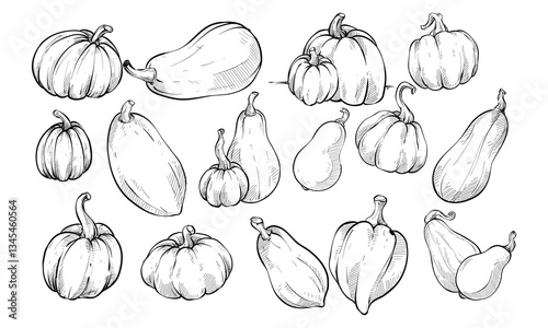 pumpkin handdrawn collection