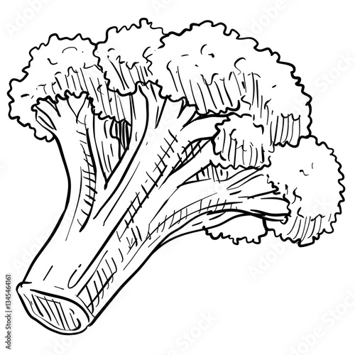 broccoli handdrawn illustration