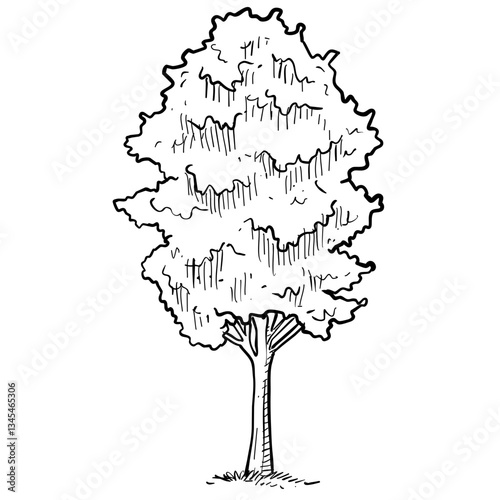 trees handdrawn illustration