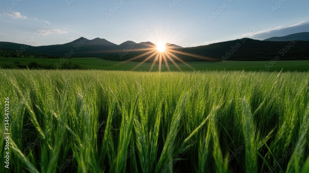 Fototapeta premium Lush green field at sunset with mountains in background