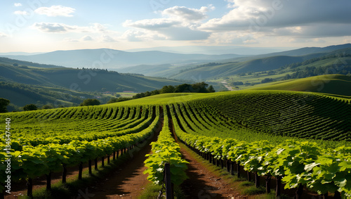 Wallpaper Mural Picturesque countryside with rolling vineyards Torontodigital.ca