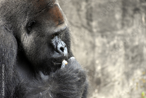Gorilla in captivity