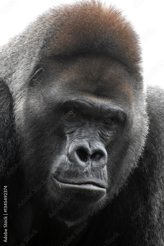 Fototapeta premium Gorilla in captivity