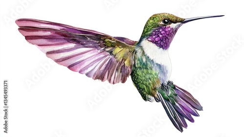 Watercolor hummingbird in flight against white background. Possible use Nature, wildlife, bird, illustration, art print