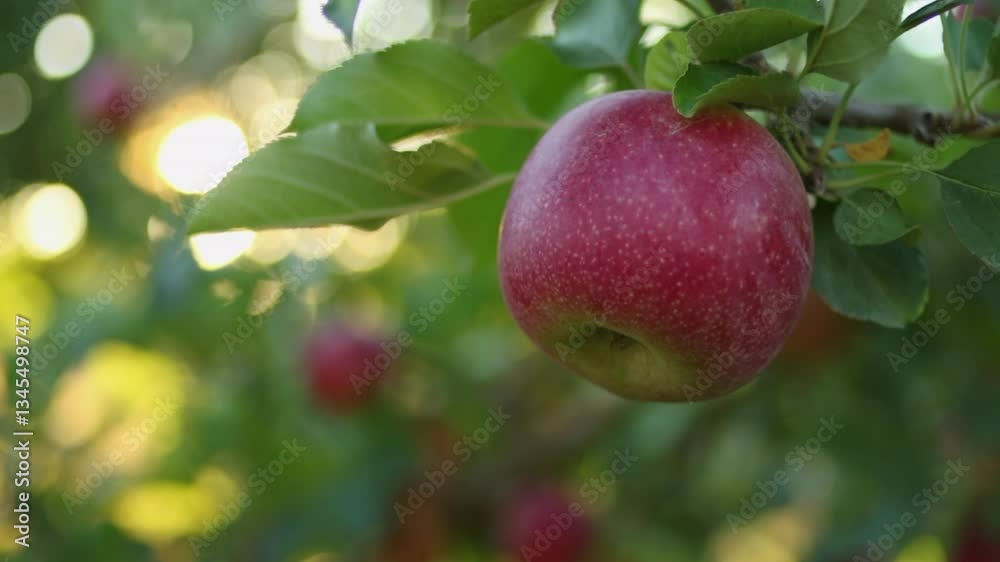 Artful defocused apple in golden orchard sun beams comes into focus Artful defocused apple in golden orchard sun beams comes into focus