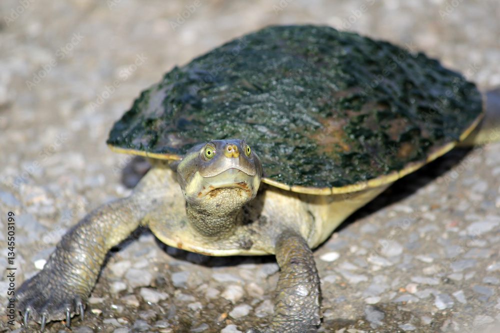 Fototapeta premium Turtle tortoise reptile animal on a concrete surface