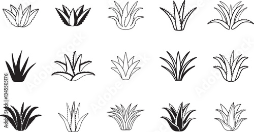 Aloe vera vector. Botanical plant illustrations in black and white art. set