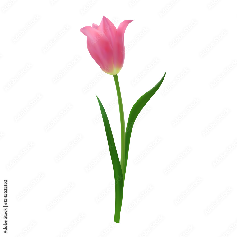 Detailed realistic pink tulip flower isolated on a white background. Vector illustration for botanical illustrations, packaging design, stationery. Detailed realistic pink tulip flower isolated on a white background. Vector illustration for botanical illustrations, packaging design, stationery.