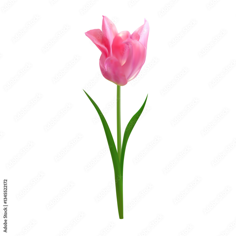 Single realistic pink tulip. Vector isolated object for Mother's Day invitations, spring posters, Easter designs, 8 march greeting cards, floral arrangements Single realistic pink tulip. Vector isolated object for Mother's Day invitations, spring posters, Easter designs, 8 march greeting cards, floral arrangements