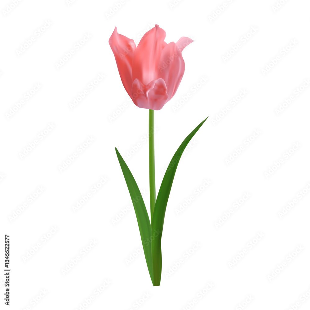 Detailed realistic pink tulip flower isolated on a white background. Vector springtime floral element for creating spring promotions, Mother's Day designs, 8 march greeting cards, floral arrangements Detailed realistic pink tulip flower isolated on a white background. Vector springtime floral element for creating spring promotions, Mother's Day designs, 8 march greeting cards, floral arrangements