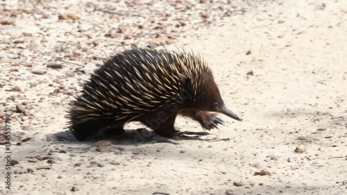 Australian Short-beaked Echidna