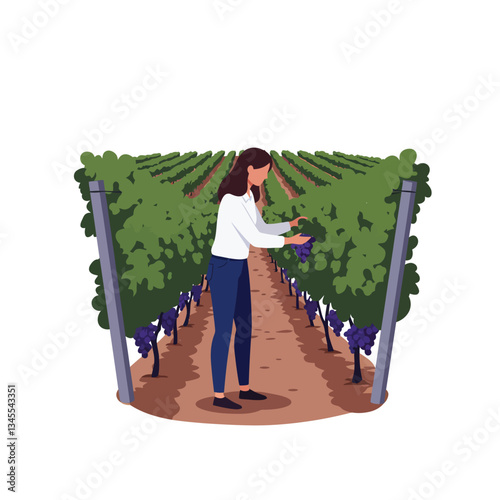 Woman harvesting grapes in vineyard flat vector illustration