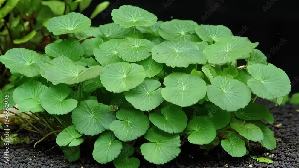 Vibrant green plant growing in aquarium substrate with lush, round leaves during bright lighting Vibrant green plant growing in aquarium substrate with lush, round leaves during bright lighting