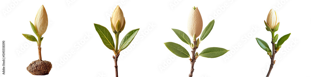 Fototapeta premium Closeup view of four magnolia flower buds in different stages of growth showing leaves and stems isolated Transparent Background