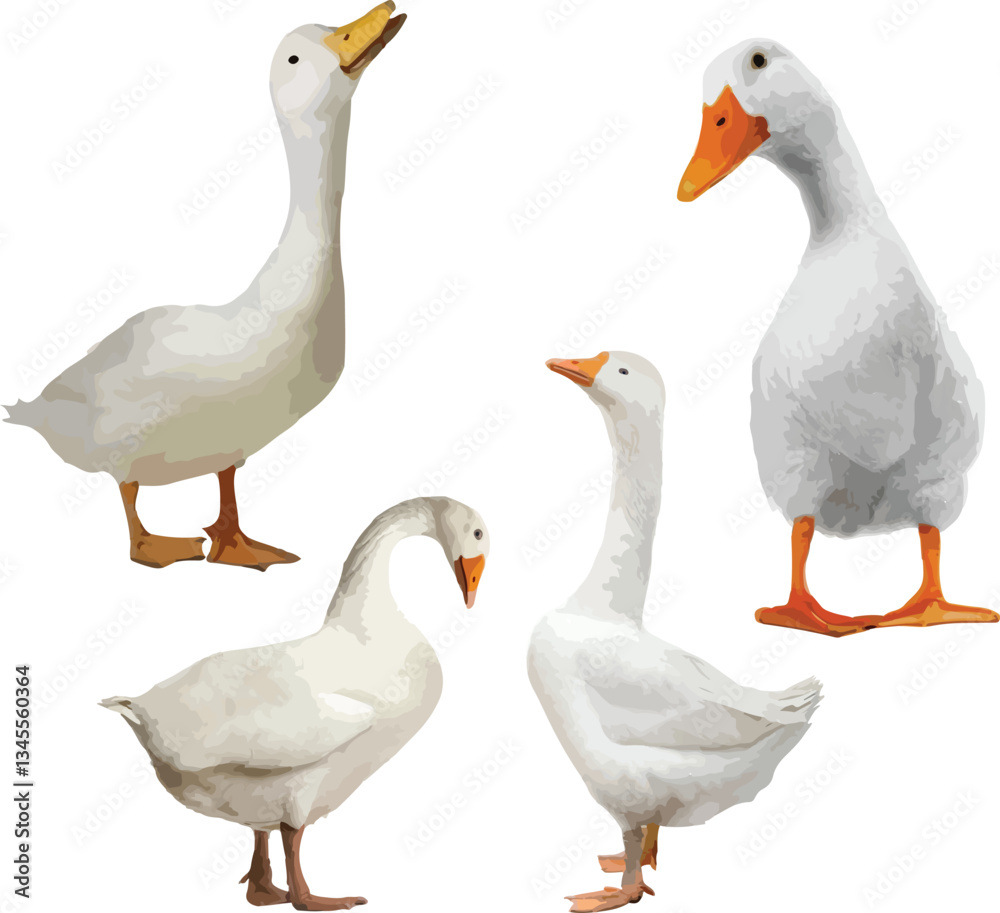 Farm Geese, Duck Collection – Realistic Bird Illustrations Farm Geese, Duck Collection – Realistic Bird Illustrations