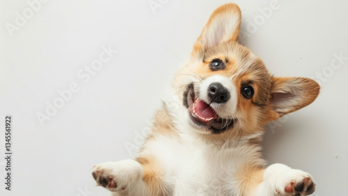 Adorable Happy Puppy Looking Up with Excited Expression