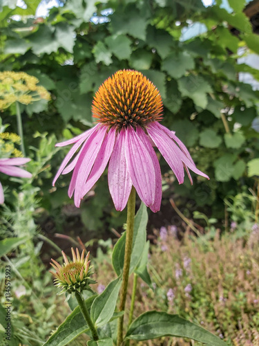 pink flower of narrow-leaved echinacea bloomed in the garden