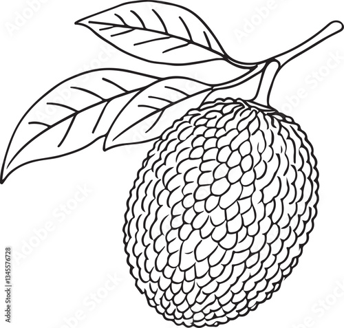 Detailed Line Drawing of Jackfruit for Artists