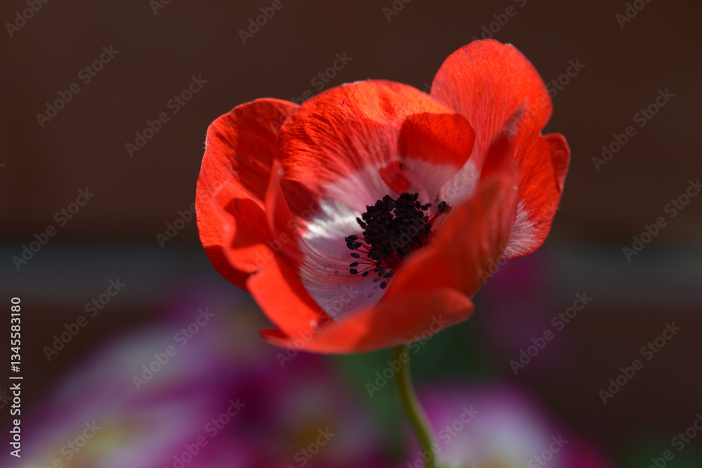 Obraz premium アネモネ