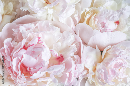 White pink peony petals. Soft focus. Abstract floral background for holiday design