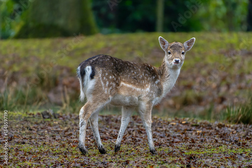 Damwild in der Natur