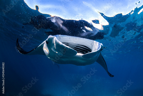 A manta ray glides effortlessly through the crystal-clear waters of Lady Elliot Island 